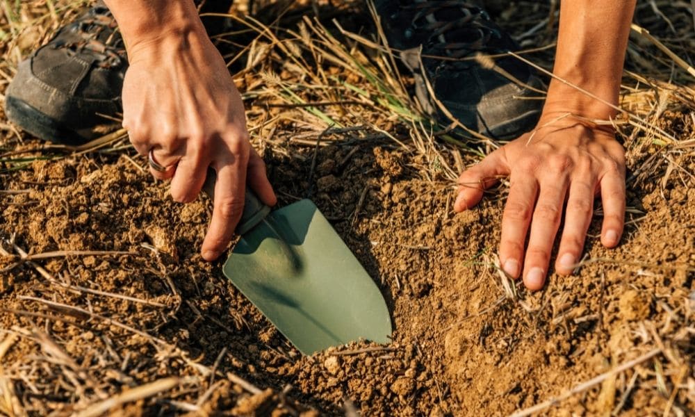 Dig A Hole For tree Plantation