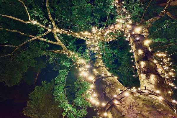 What do You need To String Lights On An Outdoor Tree
