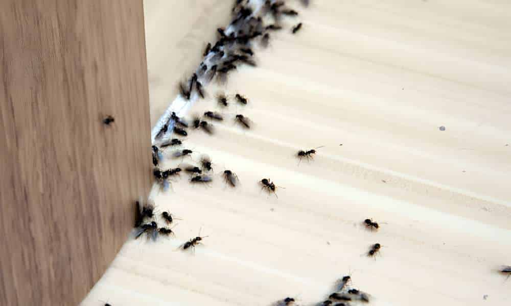 How To Get Rid Of House Ants